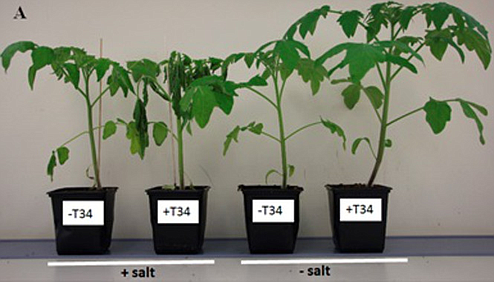 Combinar-fertilizantes-quimicos-y-biologicos-dana-la-respuesta-de-las-plantas-al-estres_image_380